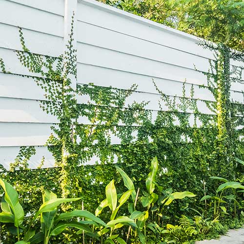 fence-thumbnail