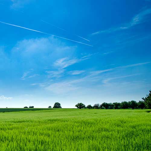 landscapping