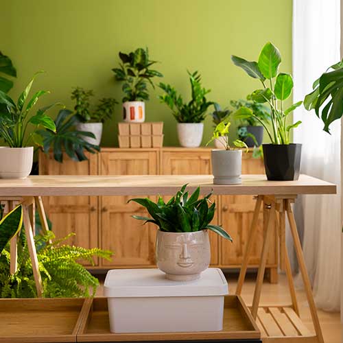 plants-material
