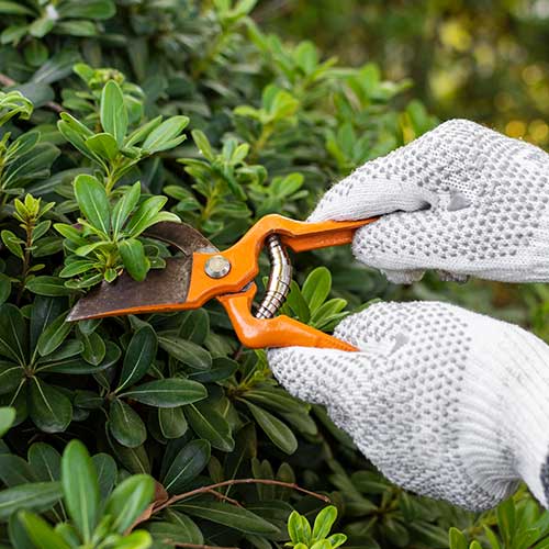 tree-care-thumbnail
